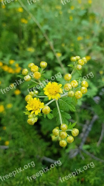 Nature Plants Flowers Leaf Garden