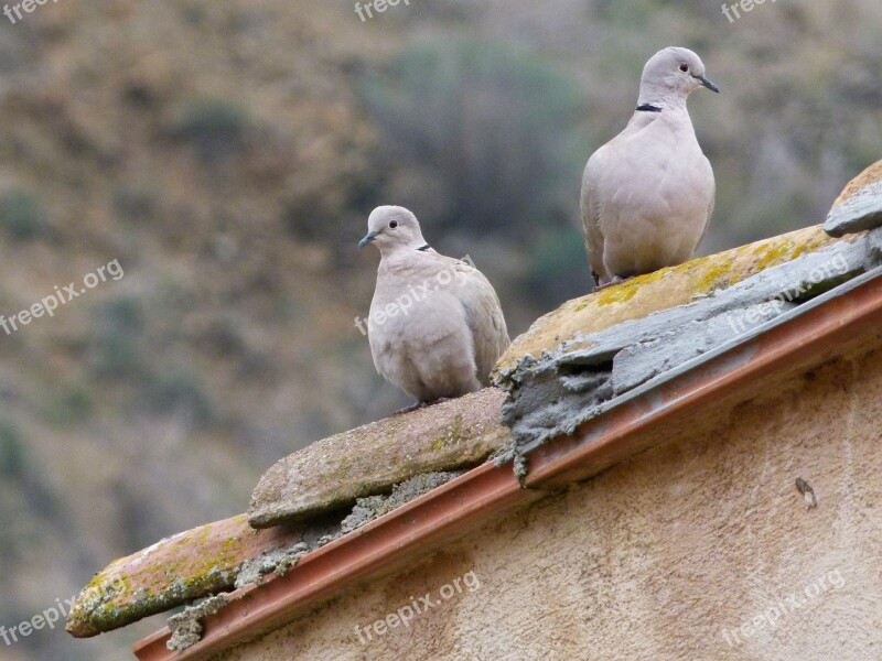 Turtledove Turtledoves Roof Birds Wild Life