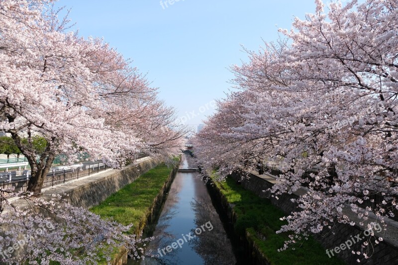 Wood Branch Seasonal Cherry Natural