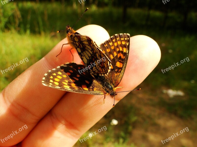 Nature At The Court Of Butterfly Day Insect Animals