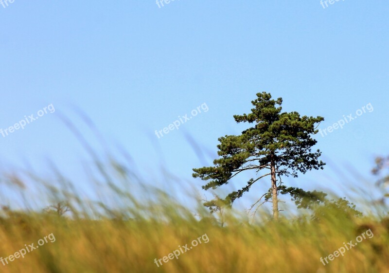 Lonely Tree Black Pine Pine Nature Lawn