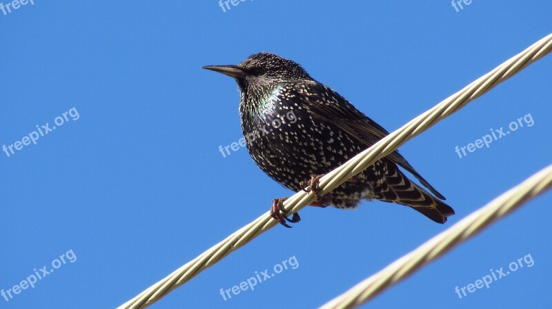 Birds Nature Bird Fly Ks