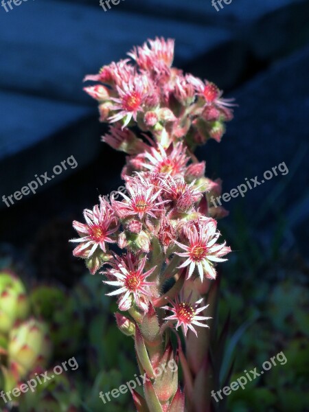 Hens And Chicks Flower Garden Nature Plant