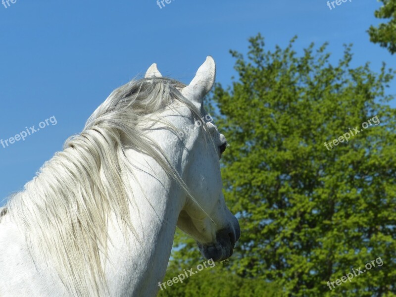 Pure Arab Blood White Mane Head Look