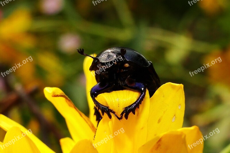 Nature Insect At The Court Of No One Flower