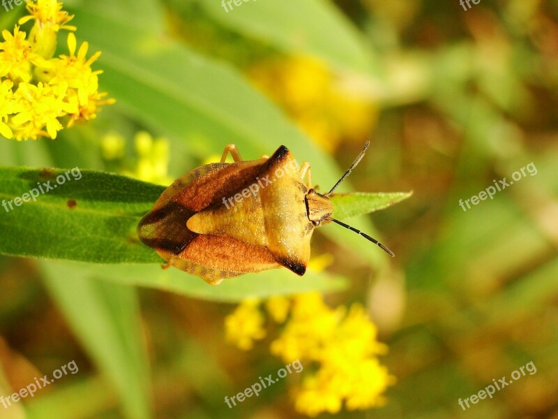 Borczyniec Fruit Pluskwiak Insect Nature Leaf