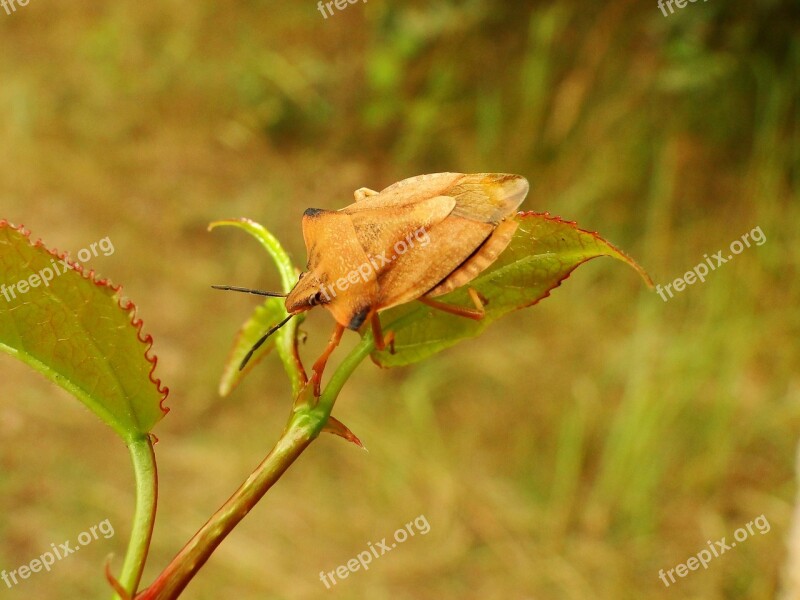 Borczyniec Fruit Pluskwiak Insect Nature Leaf