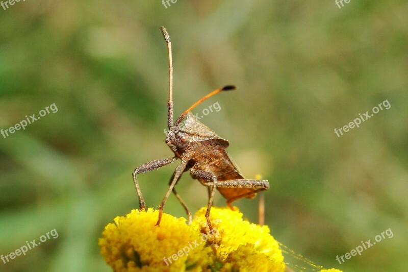 Nature Insect At The Court Of Animals Pluskwiak