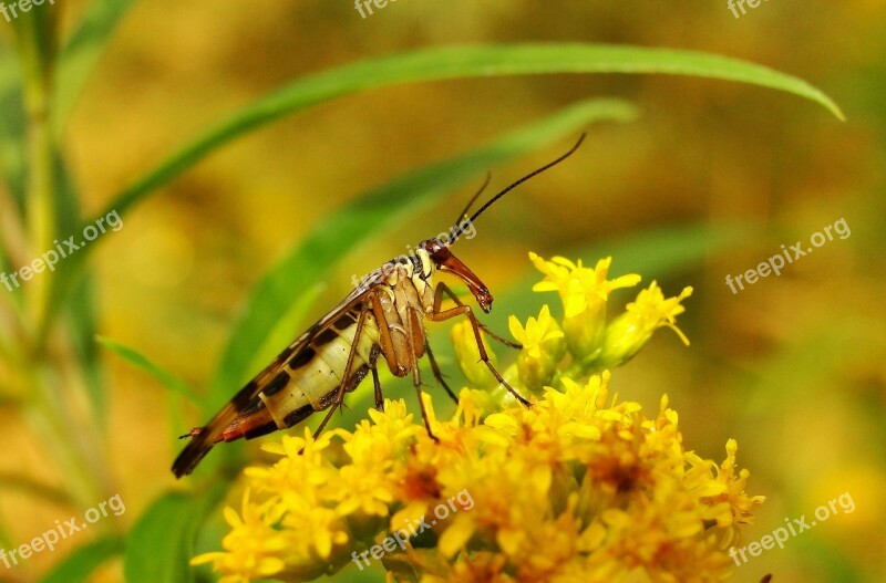 Nature Insect At The Court Of Summer No One