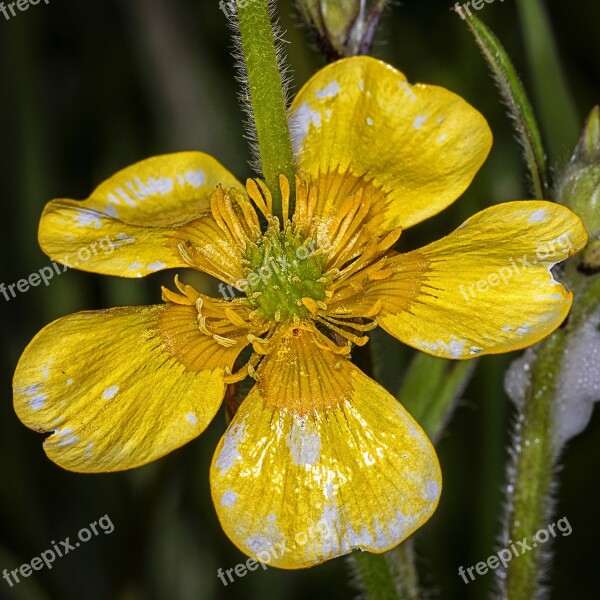 Nature Flower Flora Garden Outdoors