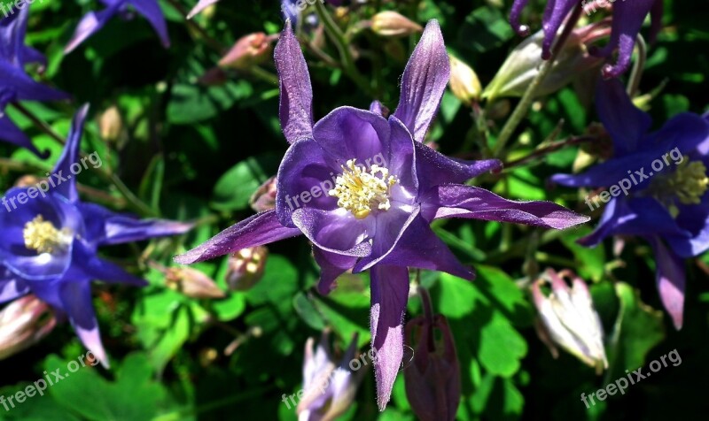 Flower Orlik Nature Plant Garden