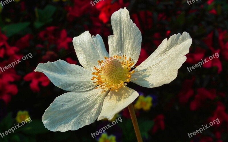 Nature Flower Anemone Plant Summer