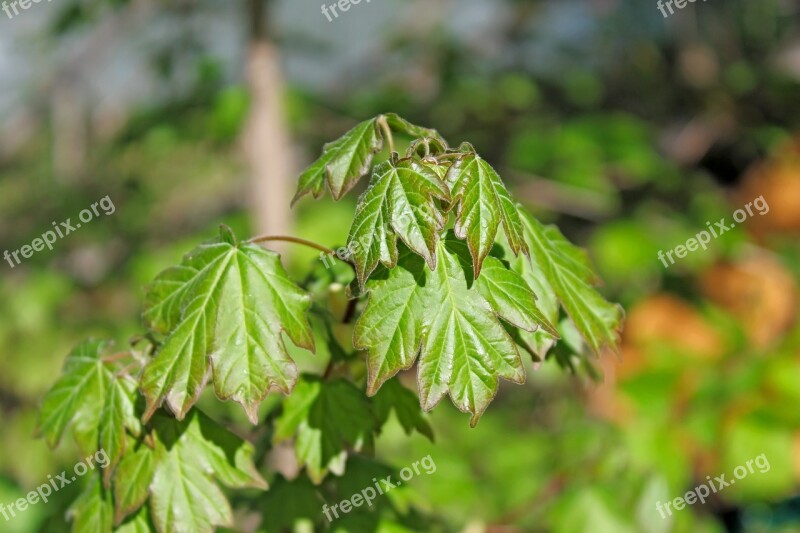 Maple Spring Shoots Foliage Leaves