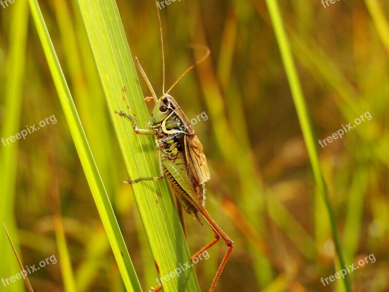 Nature Insect Animals At The Court Of Grasshopper