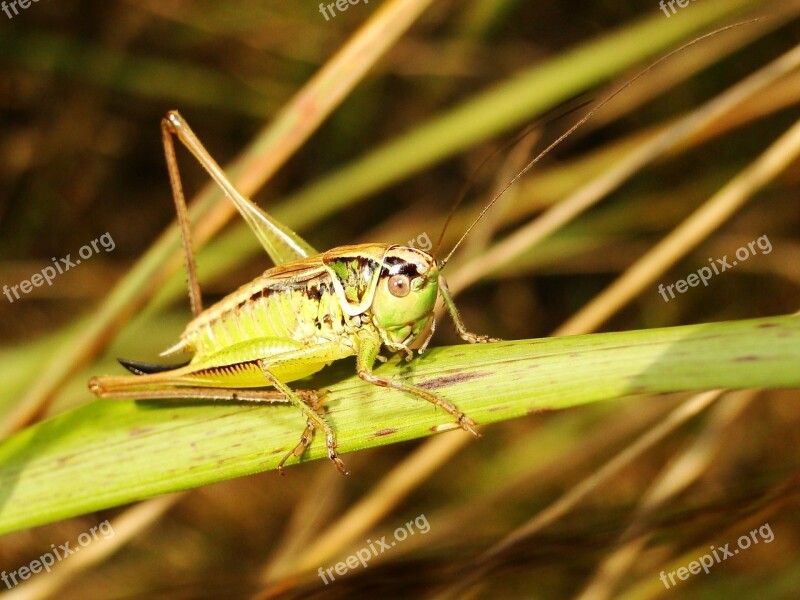 Nature Insect Animals At The Court Of Grasshopper