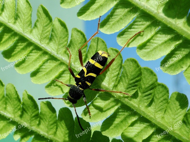 Leaf Nature Plant Insect Garden