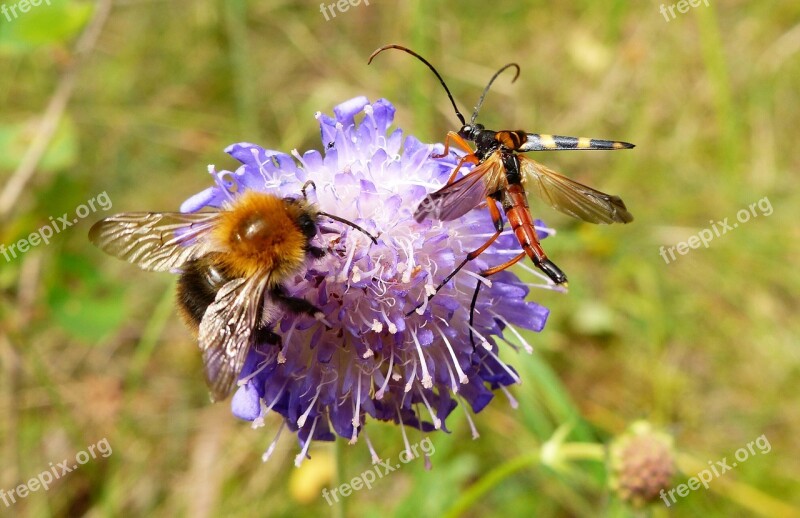 Nature Insect Flower Apiformes Summer