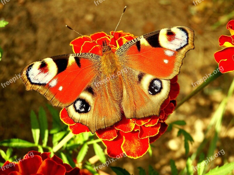 Nature Butterfly Day Insect Flower Color