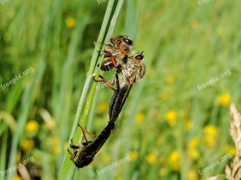 Insect Nature Animals Muchówki łowczak Bluish