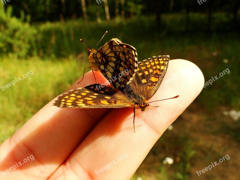 Nature Butterfly Day Insect At The Court Of Summer