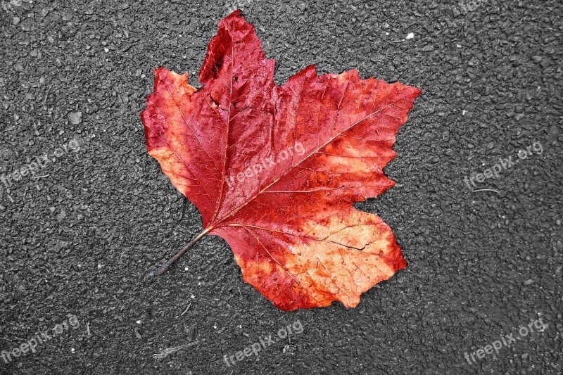 Leaf Autumn Leaf Fallen Leaf Autumn Colour Red Leaf