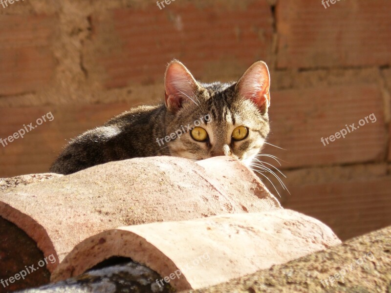 Cat Roof Texas Hide Stalking