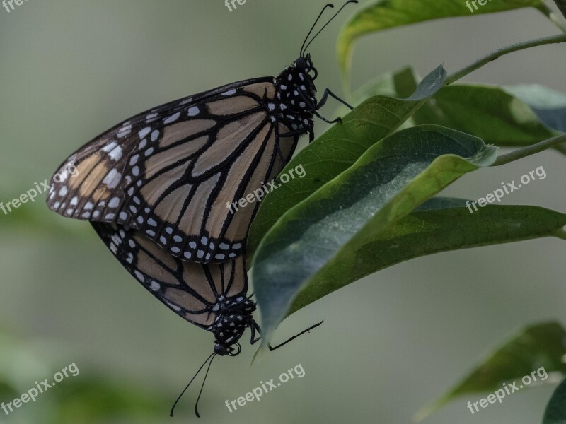 Cuba Havana Butterfly Insect Wing