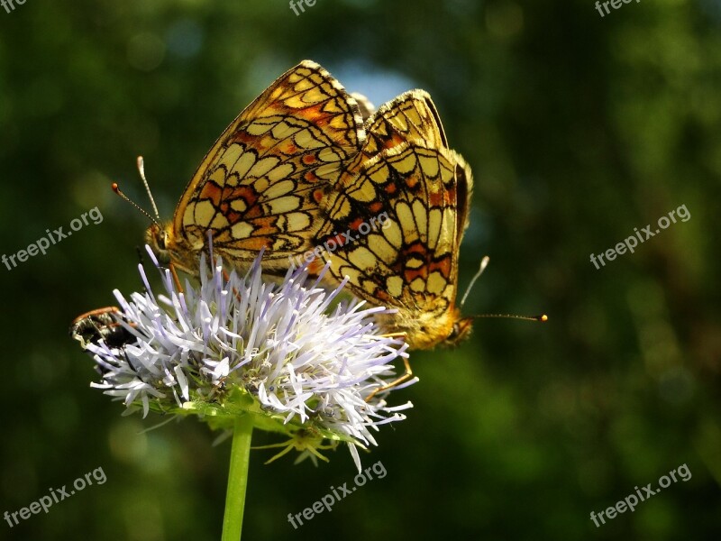 Nature Insect Butterfly Day Summer Plant