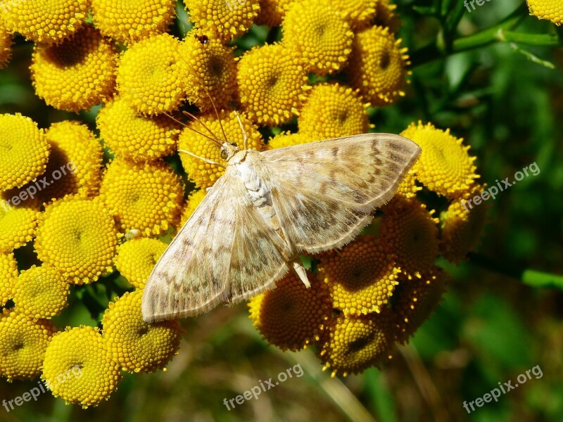 Nature Plant Flower Summer Garden