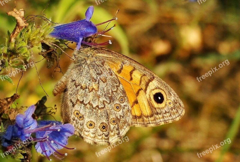 Nature Insect Butterfly Day Flower At The Court Of