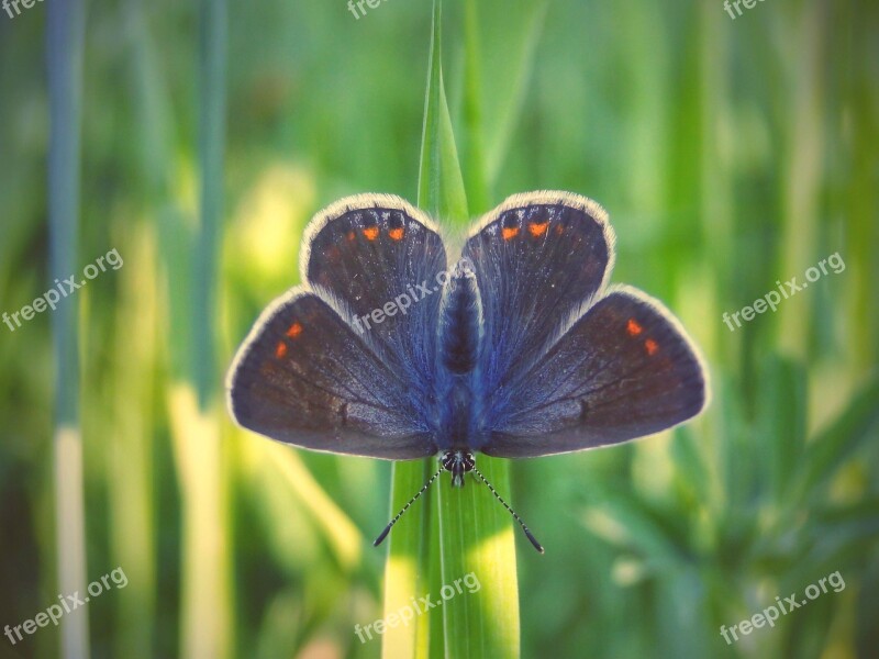 Butterfly Day Nature Insect At The Court Of Summer