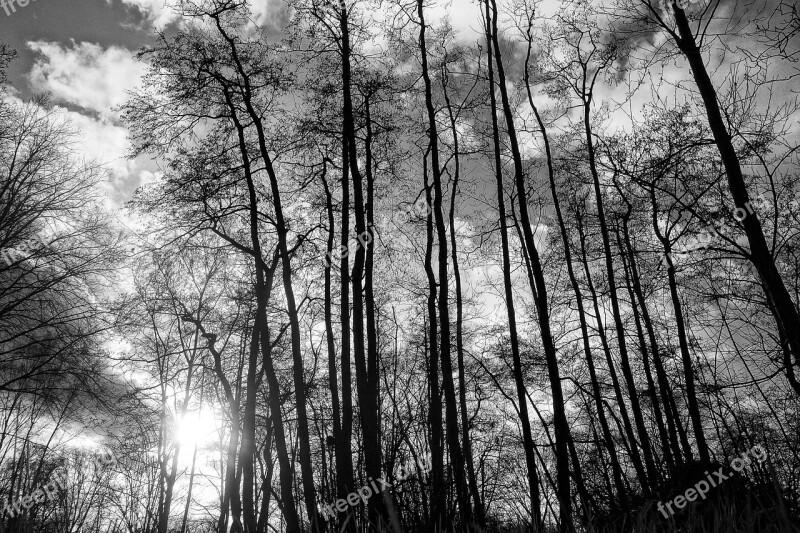 Trees Wood Trunks Tree Silhouettes Bare Tree