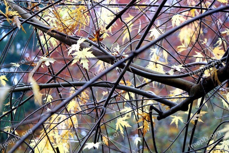 Tree Nature Aesthetic Autumn Leaves