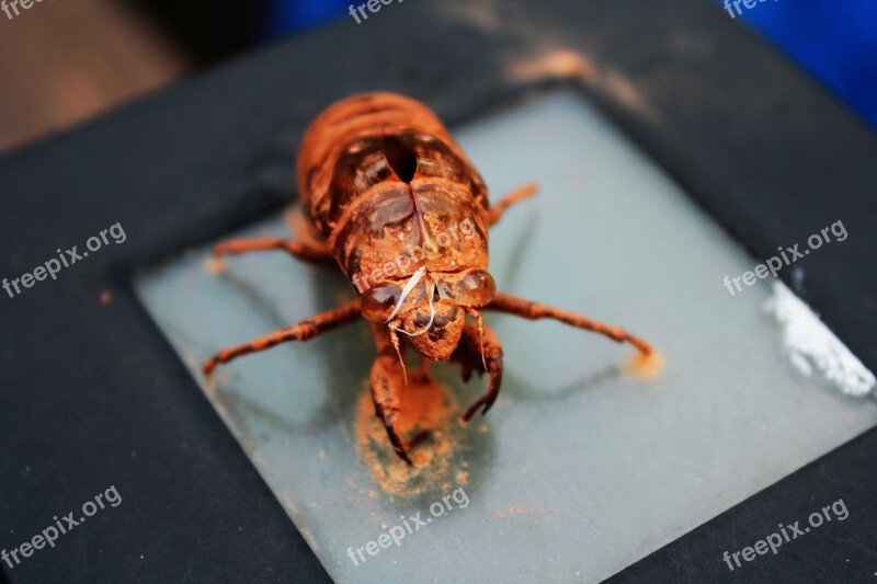 Insect Cicada Cicada Shell Free Photos