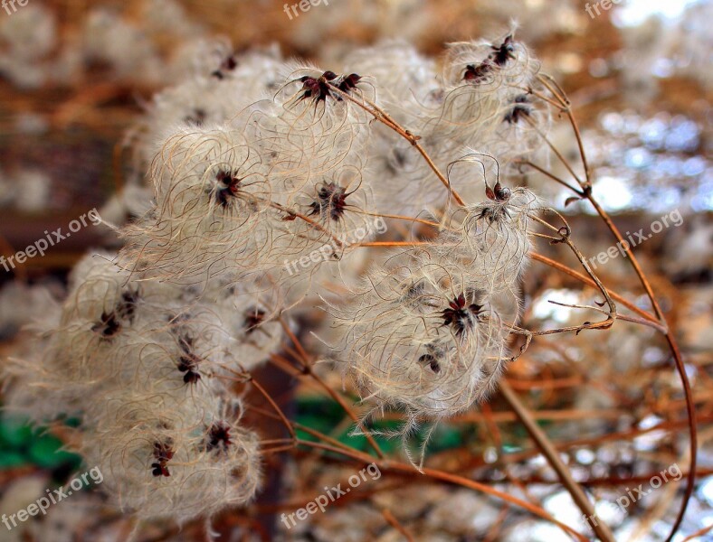 Clematis Nature Plant Feathery Lightness