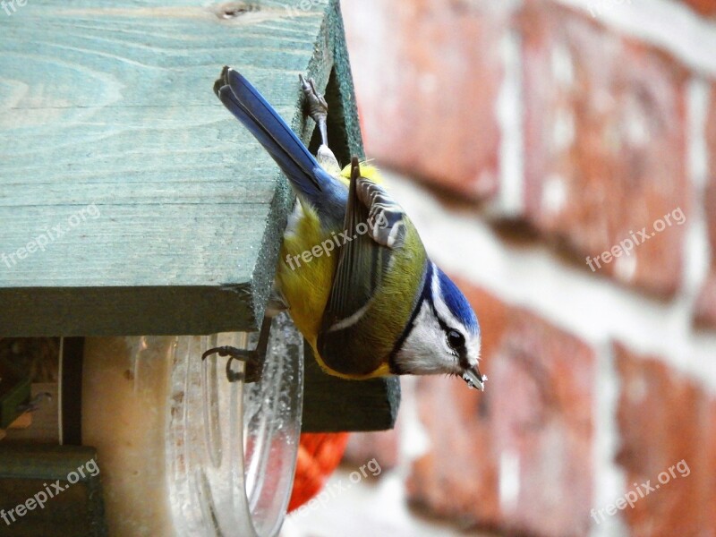 Nature Birds Animal Kingdom Free Photos