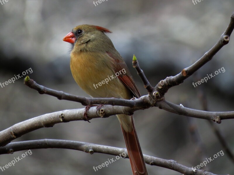 Nature Bird Outdoors Wildlife Female Cardinal