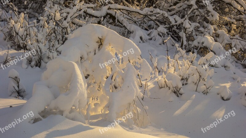 Snow Winter Nature No One Coldly