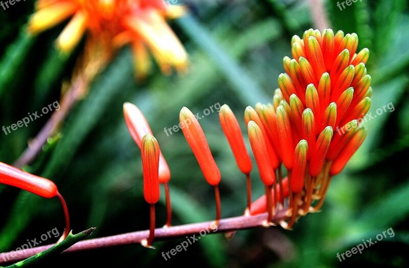 Greenhouse Tropical Plants Red Stem Flowers