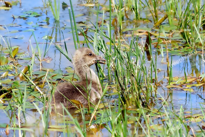 Nature Waters Goslings Grass Bird