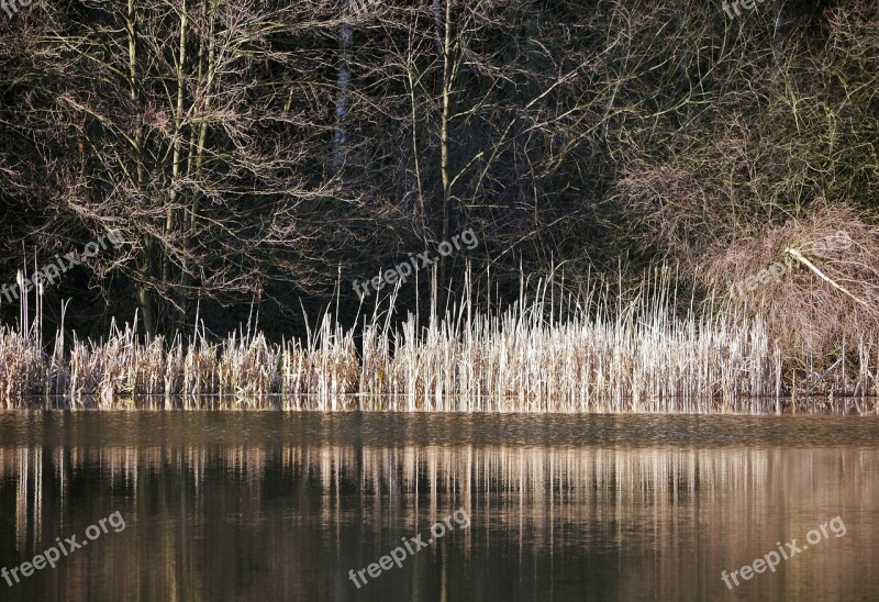 Winter At The Lake Reed Reeds Dry Mixed Forest