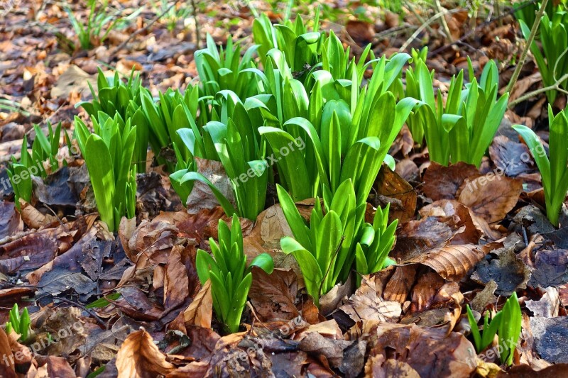 Snowdrops Plant Flower Leaves Foliage