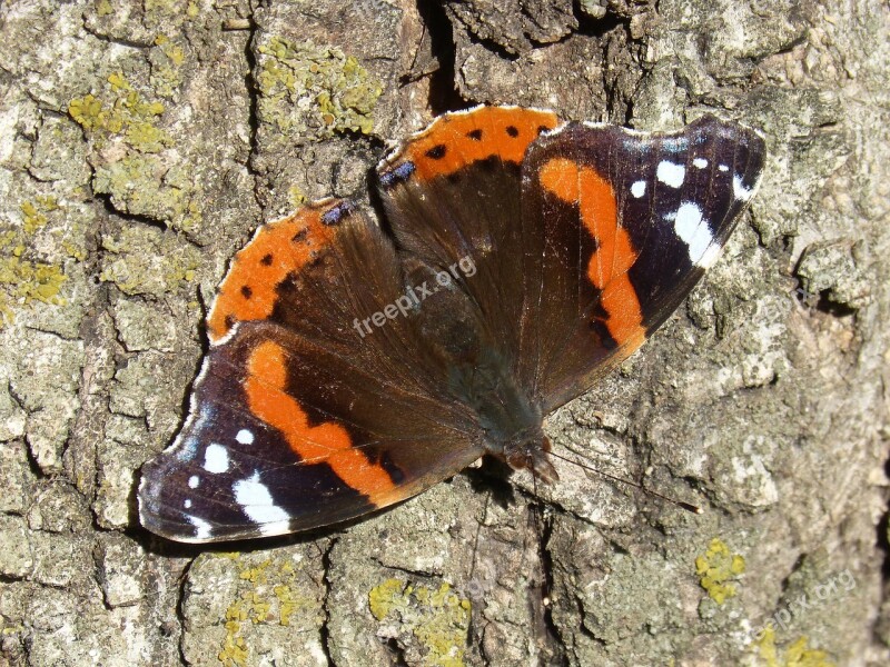 Butterfly Atalanta Vanessa Atalanta Nature Insect