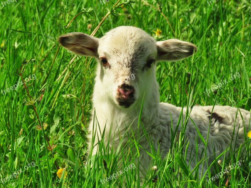 Lamb Sheep Animal Animal Child Cute