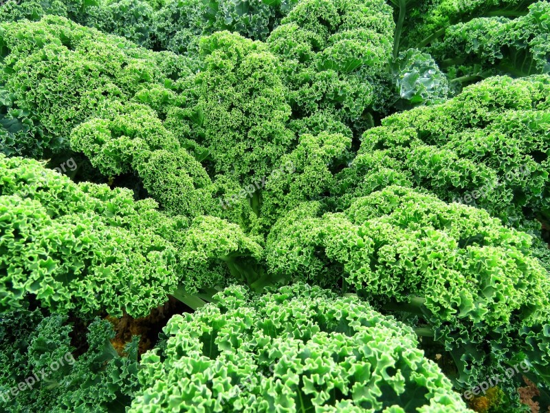 Kale Vegetables Green Plant Leaf