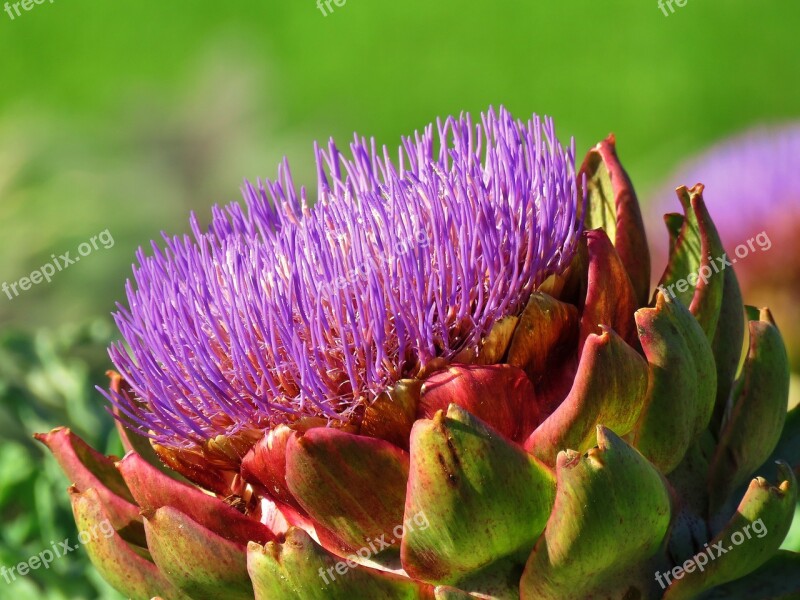 Artichoke Artichoke Flower Purple Nature Plant