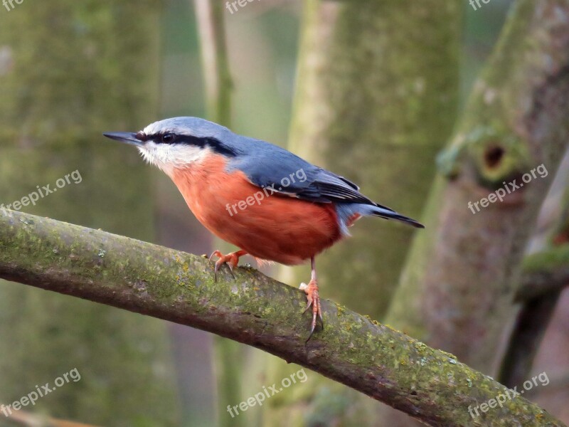 Kleiber Bird Animal World Animal Nature