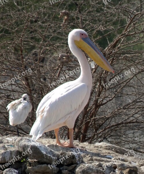 Bird Great White Pelican Pelecanus Onocrotalus Eastern White Pelican Rosy Pelican