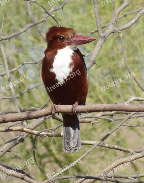 Bird Kingfisher White-throated Kingfisher Halcyon Smyrnensis White-breasted Kingfisher