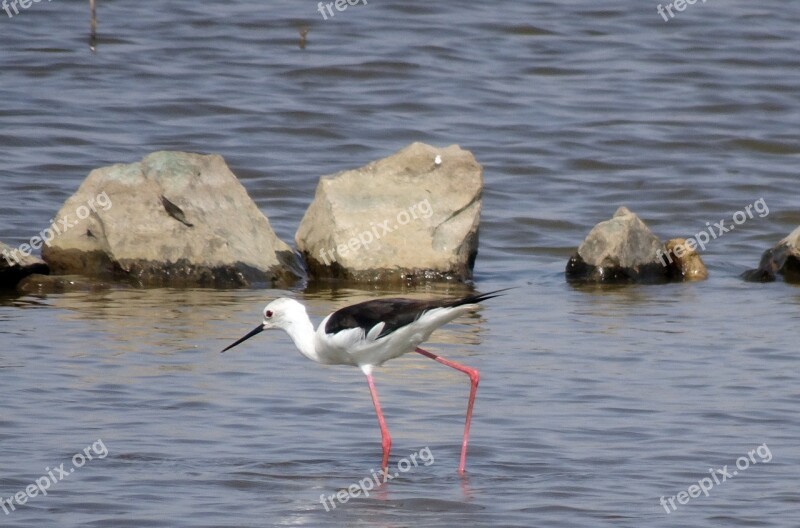 Bird Black-winged Stilt Common Stilt Pied Stilt Himantopus Himantopus